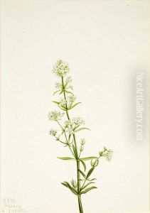 Northern Bedstraw (Galium boreale)