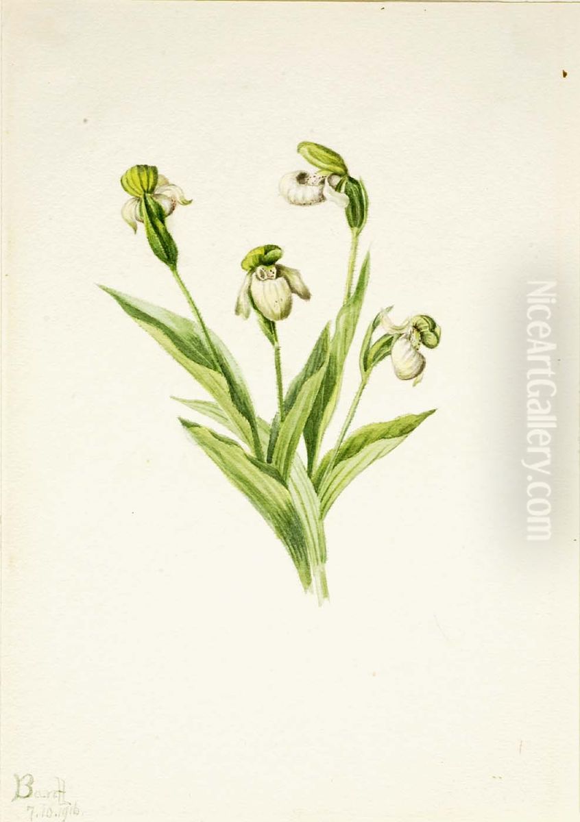 Northern Lady's Slipper (Cypripedium passerinum) Oil Painting by Mary Vaux Walcott