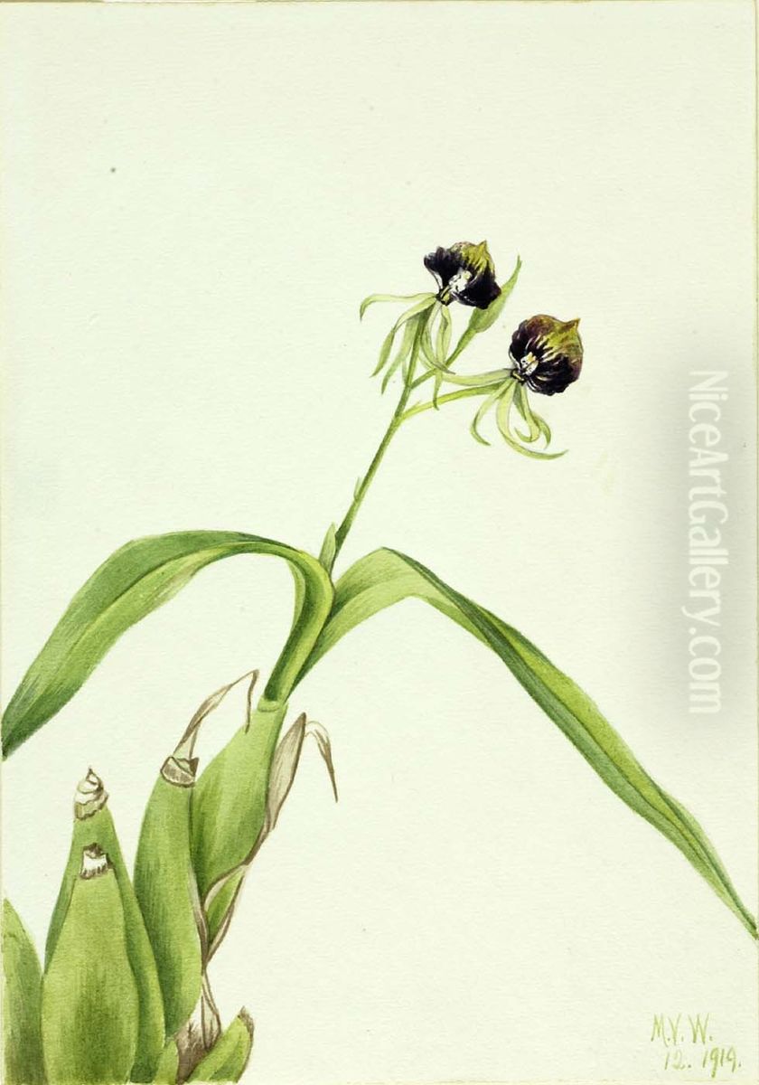 Orchid (Epidendrum cochleatum) Oil Painting by Mary Vaux Walcott