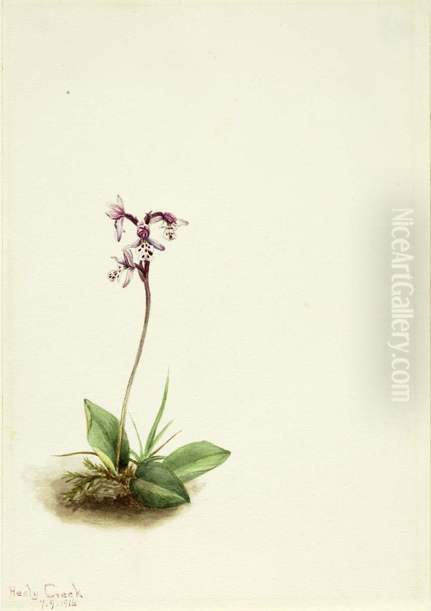 Orchis (Orchis rotundifolia) Oil Painting by Mary Vaux Walcott
