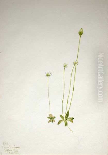 Oxytropis aepicola Oil Painting by Mary Vaux Walcott