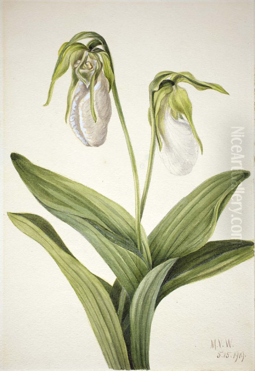 Pale Lady's Slipper (Cypridedium acaule) Oil Painting by Mary Vaux Walcott Pale Lady's Slipper (Cypridedium acaule) Oil Painting by Mary Vaux Walcott