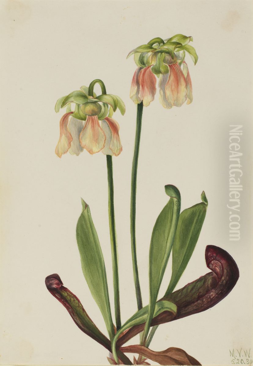 Hybrid Pitcherplant (Sarracenia minor x psittacina) Oil Painting by Mary Vaux Walcott