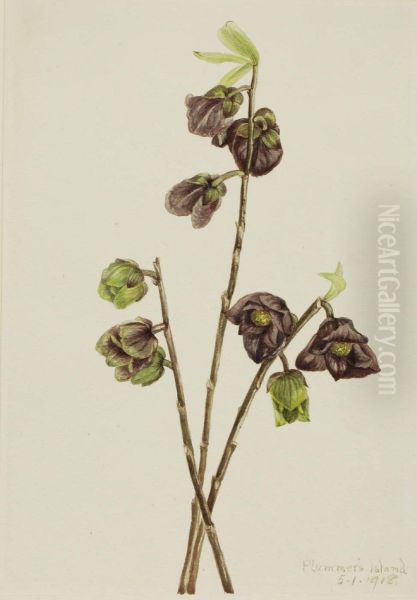 Papaw (Asimina triloba) Oil Painting by Mary Vaux Walcott