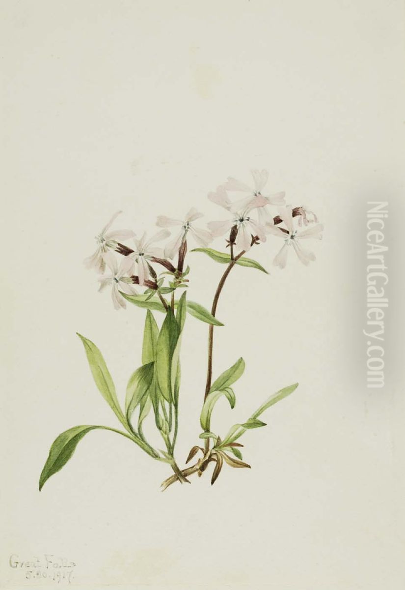 Peatpink (Silene caroliniana) Oil Painting by Mary Vaux Walcott