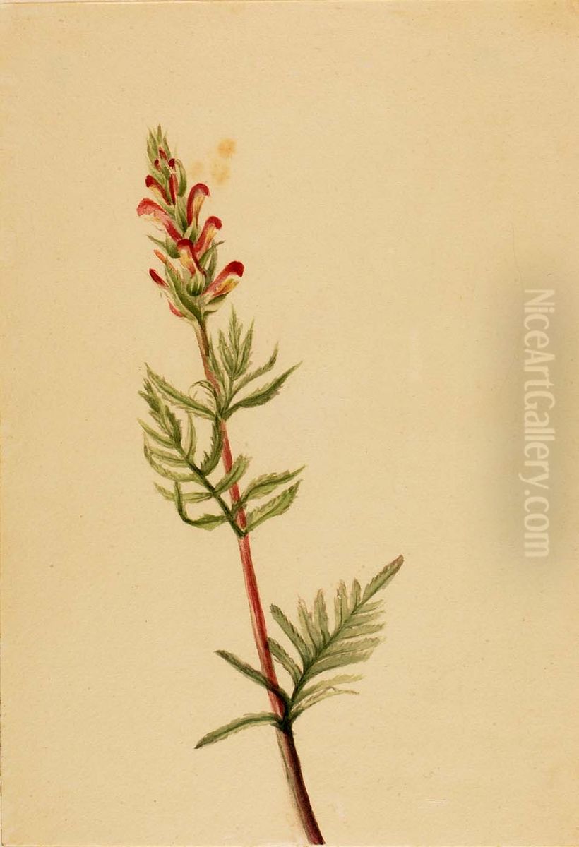 Pedicularis bracteosa Oil Painting by Mary Vaux Walcott