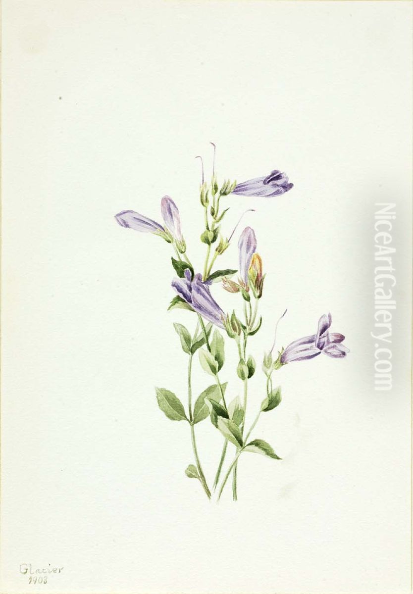 Penstemon (Penstimon fruiticosus) Oil Painting by Mary Vaux Walcott