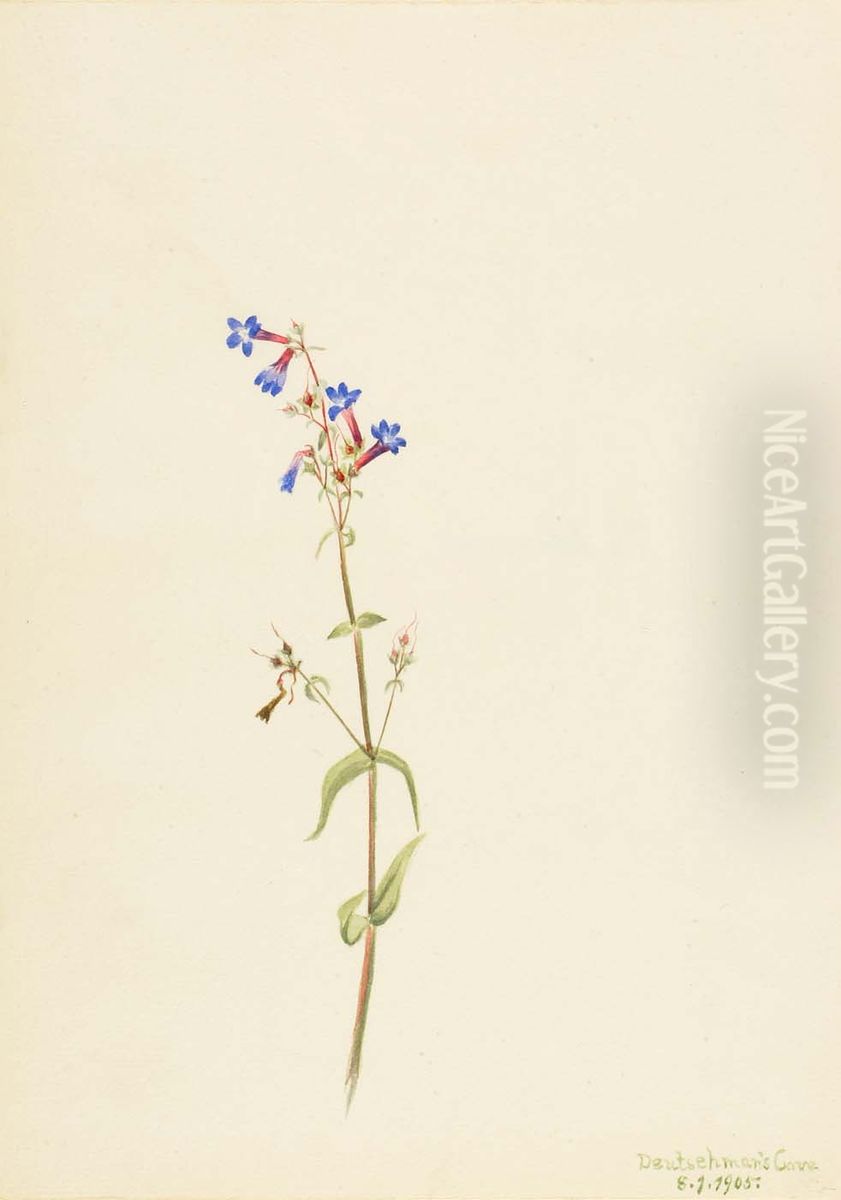 Pentstemon (Pentstemon procerus) Oil Painting by Mary Vaux Walcott