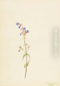 Pentstemon (Pentstemon procerus)