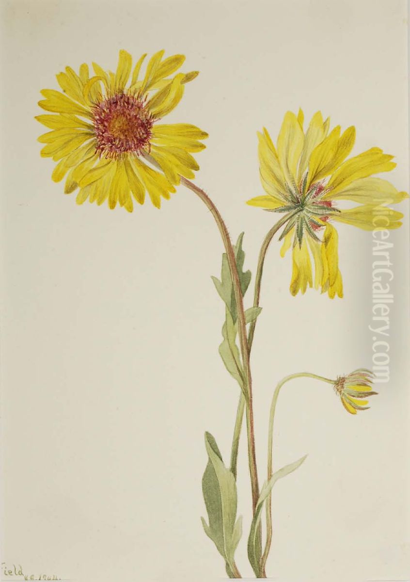 Perennial Gaillardia (Gaillardia aristata) Oil Painting by Mary Vaux Walcott