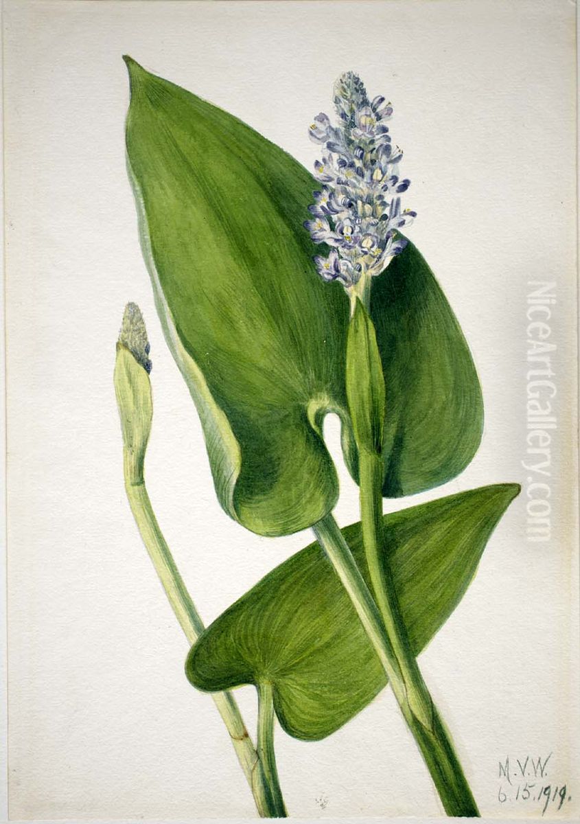 Pickerelweed (Pontederia cordata) Oil Painting by Mary Vaux Walcott