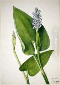 Pickerelweed (Pontederia cordata)