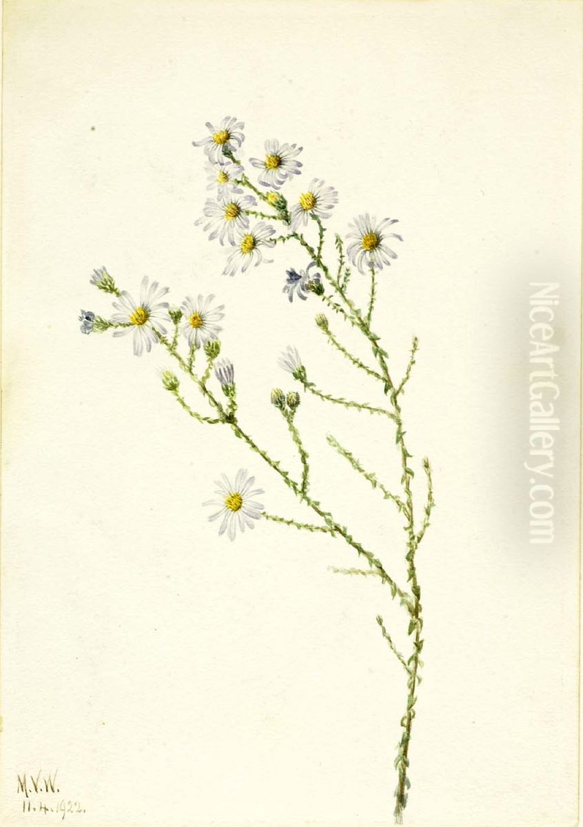 Pineland Aster (Aster squarrosus) Oil Painting by Mary Vaux Walcott