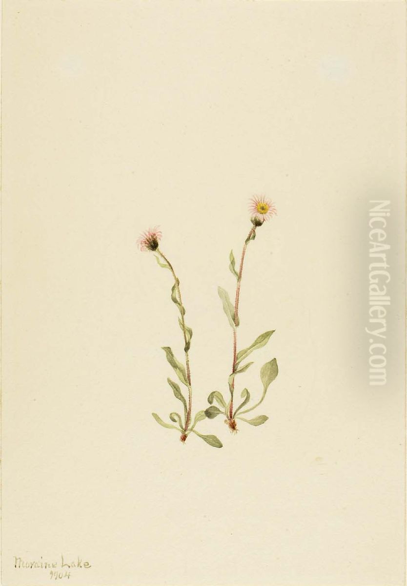 Pink Fleabane (Erigeron jucundus) Oil Painting by Mary Vaux Walcott