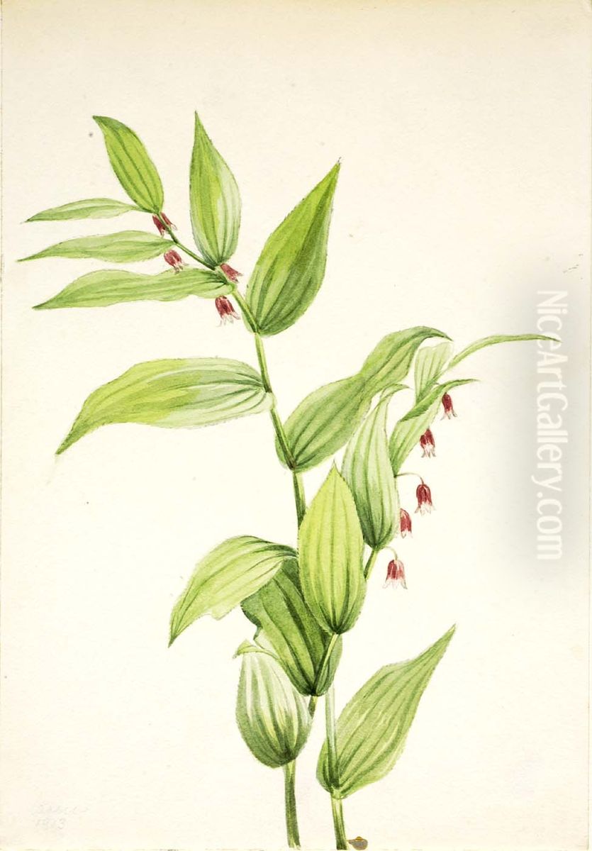 Pink Twisted Stalk (Streptopus curvipes) Oil Painting by Mary Vaux Walcott