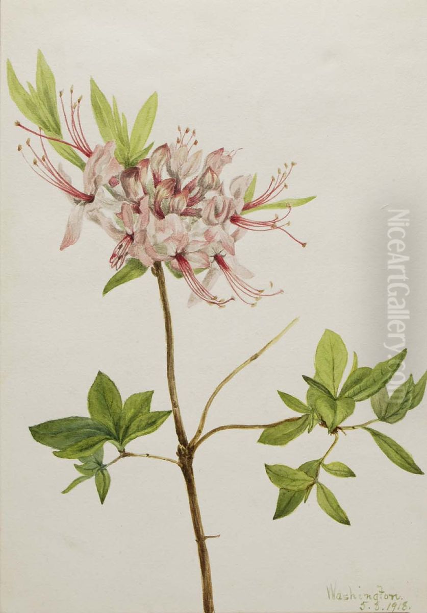 Pinxter Bloom (Azalea nudiflora) Oil Painting by Mary Vaux Walcott
