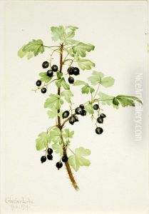 Prickly Currant (Ribes lacustre)