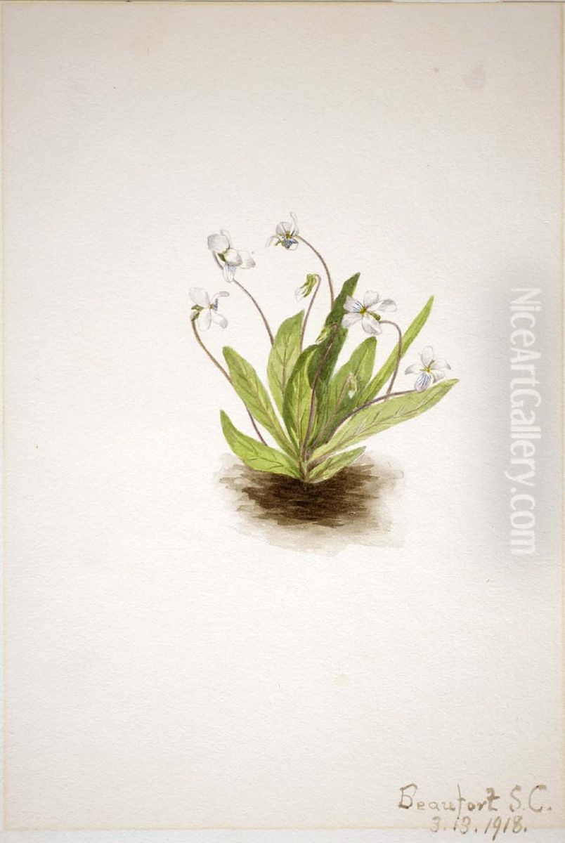 Primrose Violet (Viola primulifolia) Oil Painting by Mary Vaux Walcott