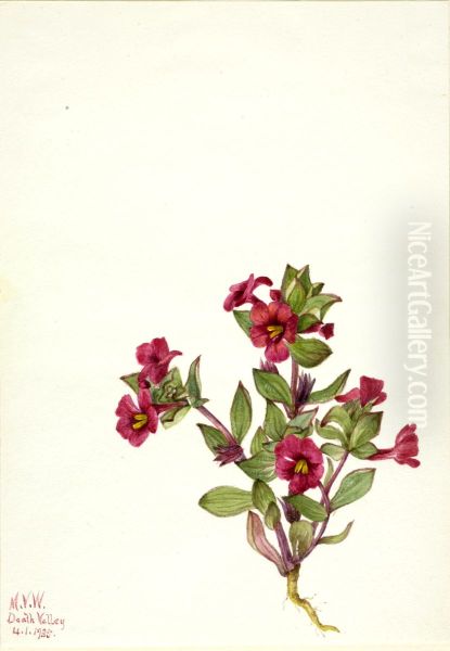 Purple Monkey-Flower (Mimulus bigelovii) Oil Painting by Mary Vaux Walcott