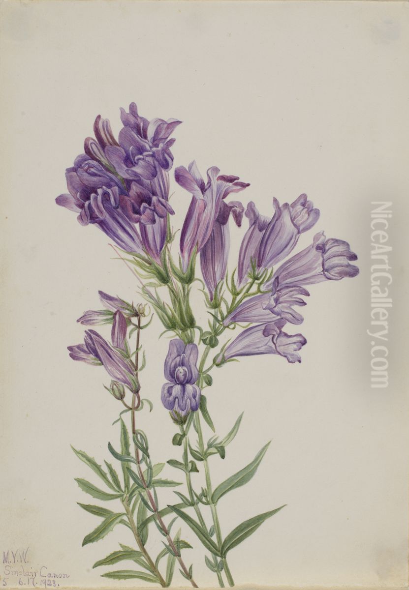 Purple Pentstemon (Pentstemon lyallii) Oil Painting by Mary Vaux Walcott