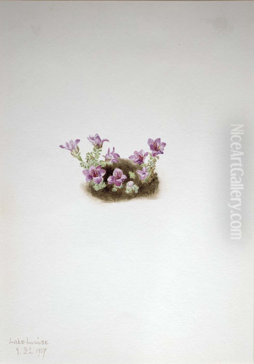 Purple Saxifrage (Saxifrage oppositifolia) Oil Painting by Mary Vaux Walcott