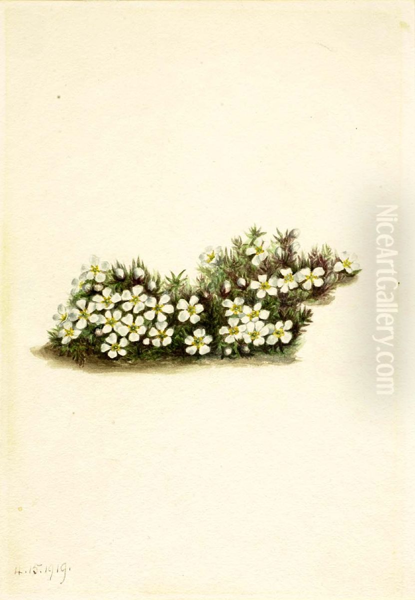 Pyxie (Pyxidanthera barbulata) Oil Painting by Mary Vaux Walcott