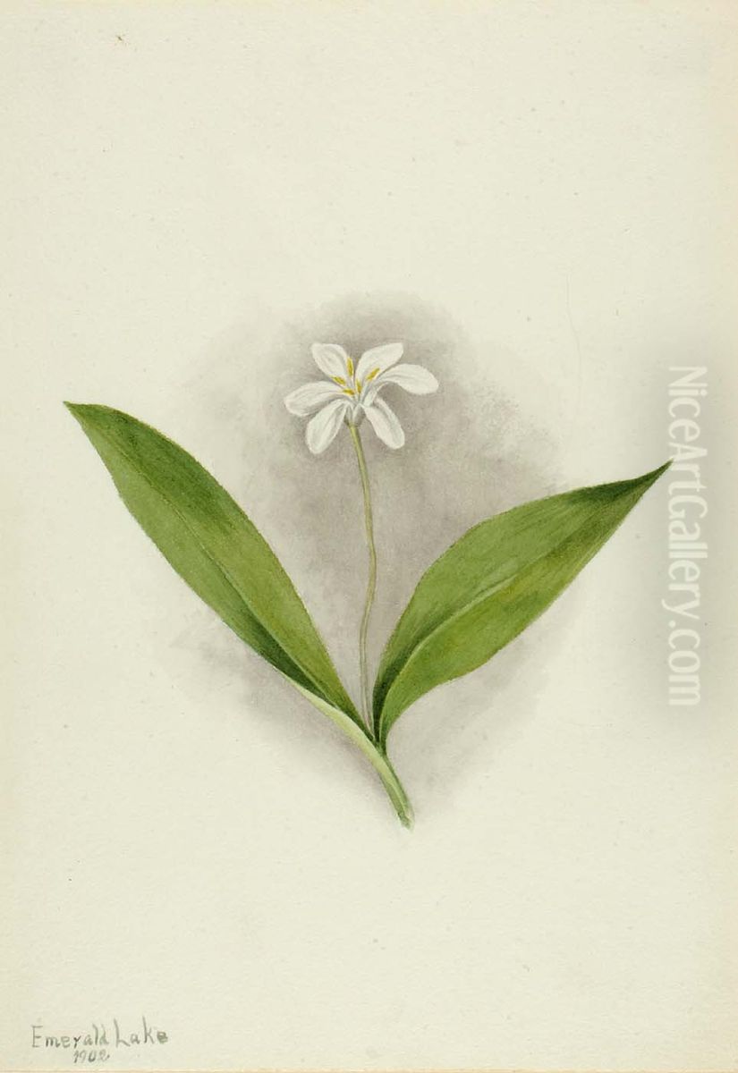 Queencup (Clintonia uniflora) Oil Painting by Mary Vaux Walcott