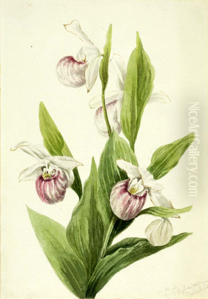 Queen's Slipper (Cypripedium reginae) Oil Painting by Mary Vaux Walcott