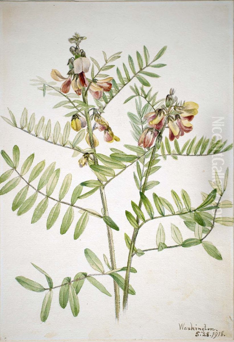 Rabbitbean (Cracca virginiana) Oil Painting by Mary Vaux Walcott