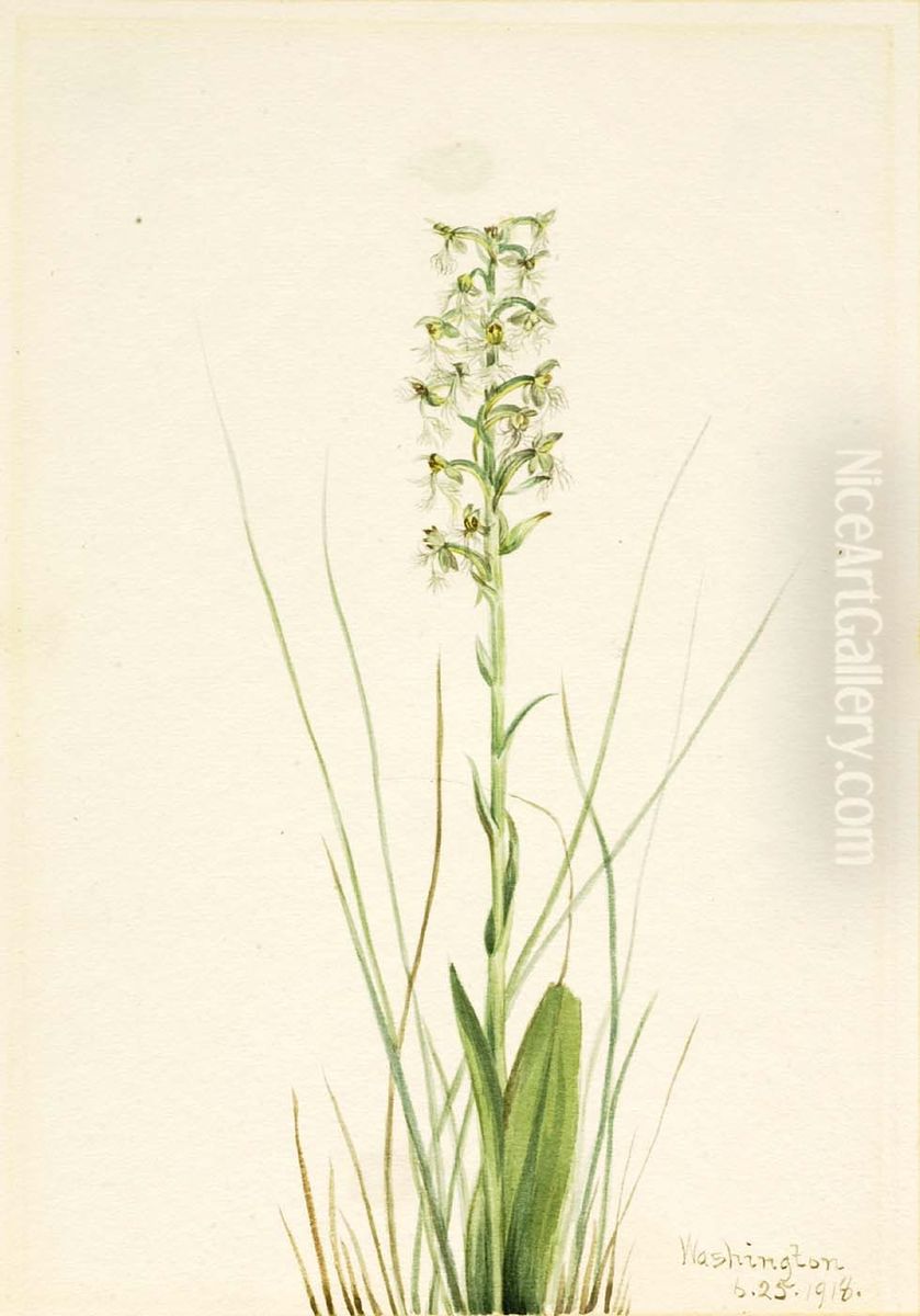 Ragged Fringe-orchid (Habenaria lacera) Oil Painting by Mary Vaux Walcott