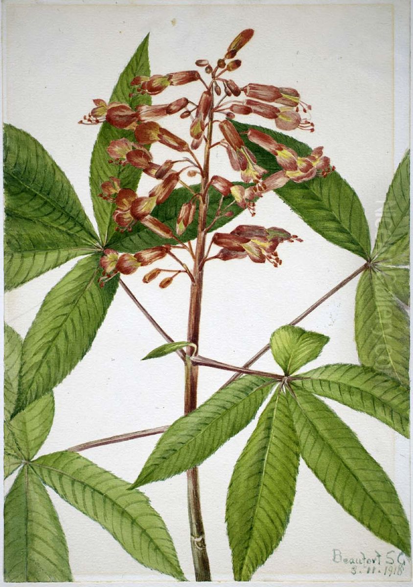 Red Buckeye (Aesculus pavia) Oil Painting by Mary Vaux Walcott