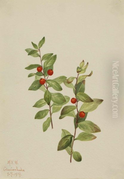 Red Comandra (Comandra livida) Oil Painting by Mary Vaux Walcott