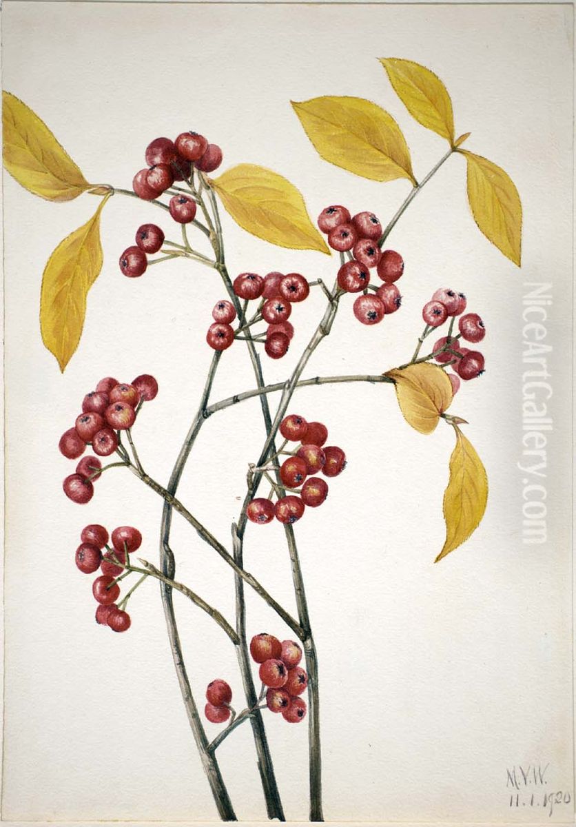 Red Chokeberry (Aronia arbutifolia) Oil Painting by Mary Vaux Walcott