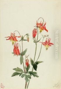 Red Columbine (Aquilegia formosa)
