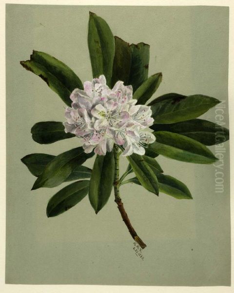Rhododendron (Rhododendron maximum) Oil Painting by Mary Vaux Walcott