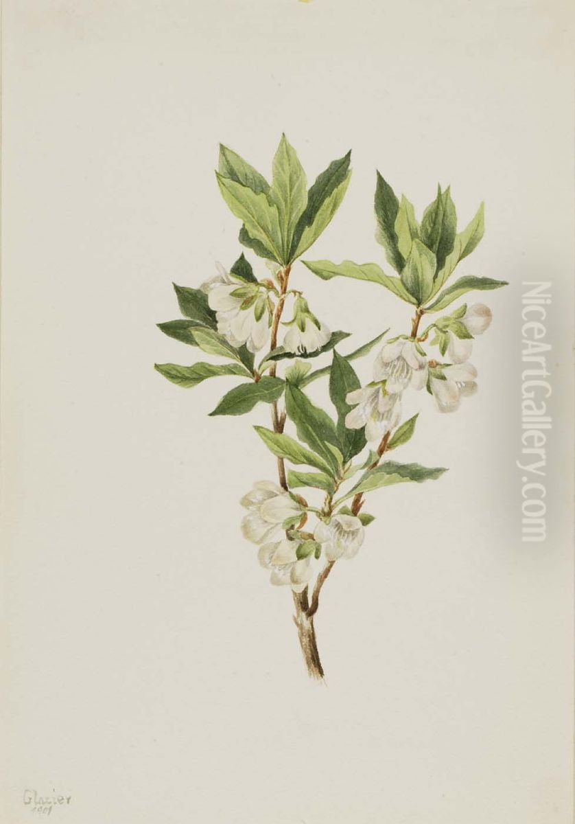 Rocky Mountain Rhododendron (Rhododendron albiflorum) Oil Painting by Mary Vaux Walcott