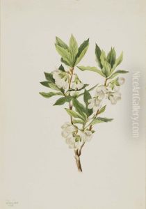 Rocky Mountain Rhododendron (Rhododendron albiflorum)
