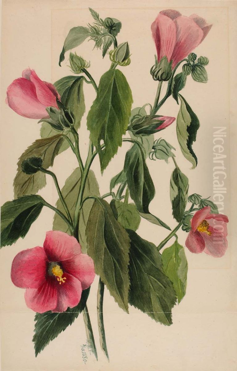 Rose Gentian (Sabbatia angularis) Oil Painting by Mary Vaux Walcott