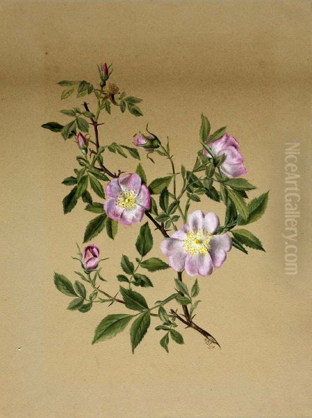 Rose Mallow (Hibiscus moscheutos) Oil Painting by Mary Vaux Walcott