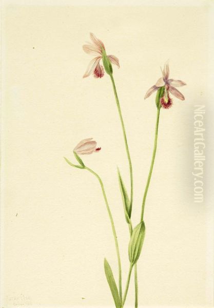 Rose Pogonia (Pogonia ophioglossoides) Oil Painting by Mary Vaux Walcott