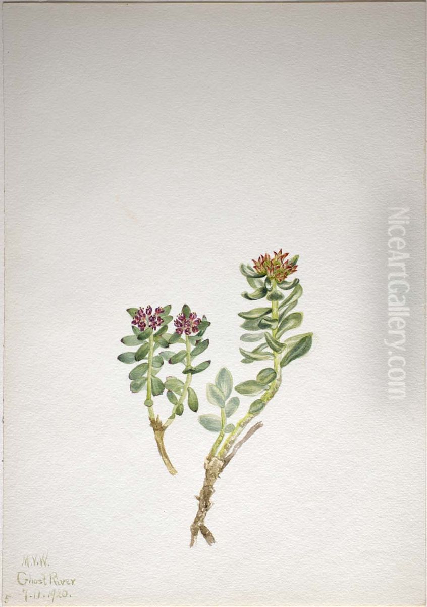 Sanifoiga adscendeus Oil Painting by Mary Vaux Walcott