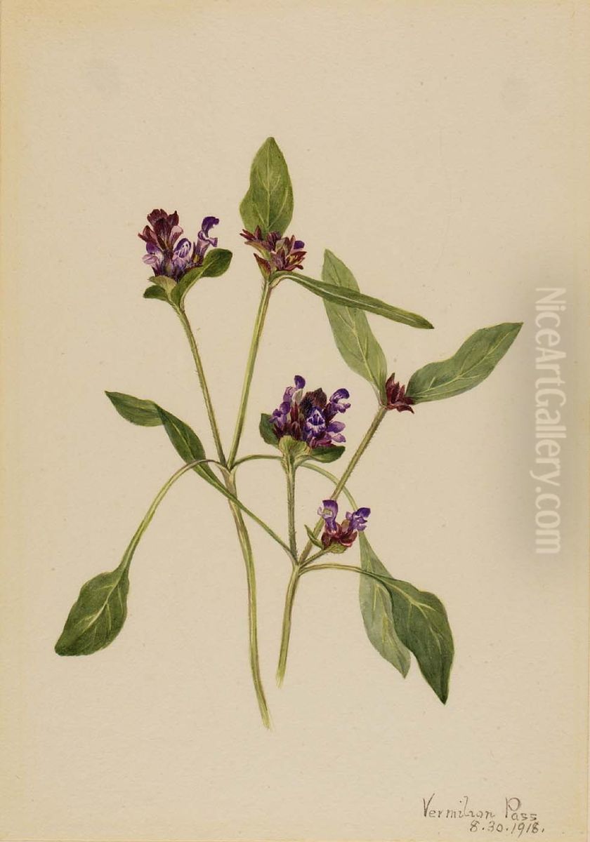 Self-Heal (Prunella vulgaris) Oil Painting by Mary Vaux Walcott