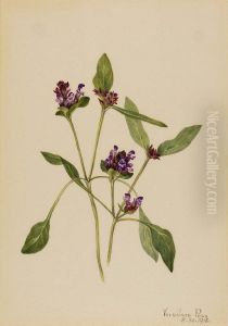 Self-Heal (Prunella vulgaris)