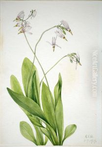 Shooting Star (Dodecatheon meadia)