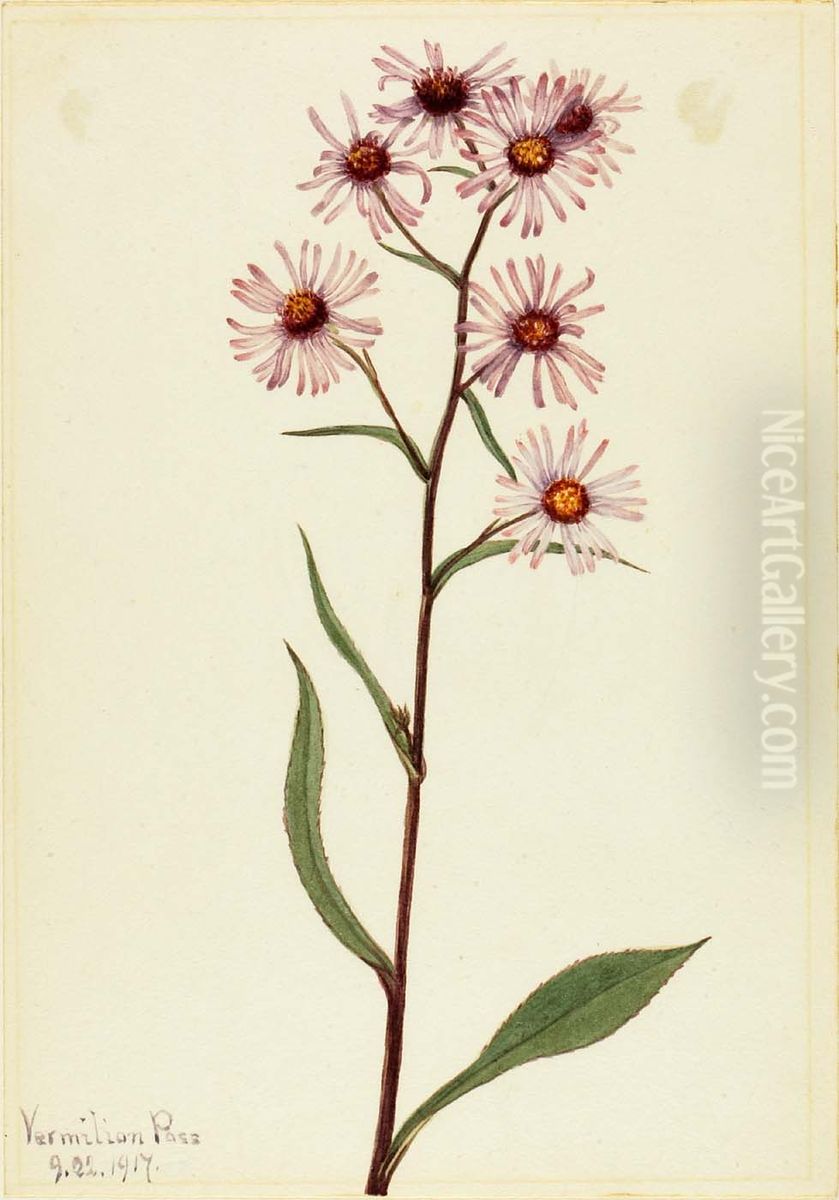 Showy Aster (Aster conspicuus) Oil Painting by Mary Vaux Walcott