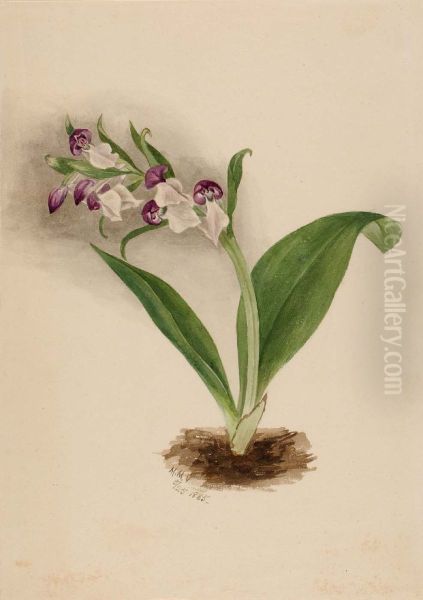 Showy Orchids (Orchis spectabilis) Oil Painting by Mary Vaux Walcott