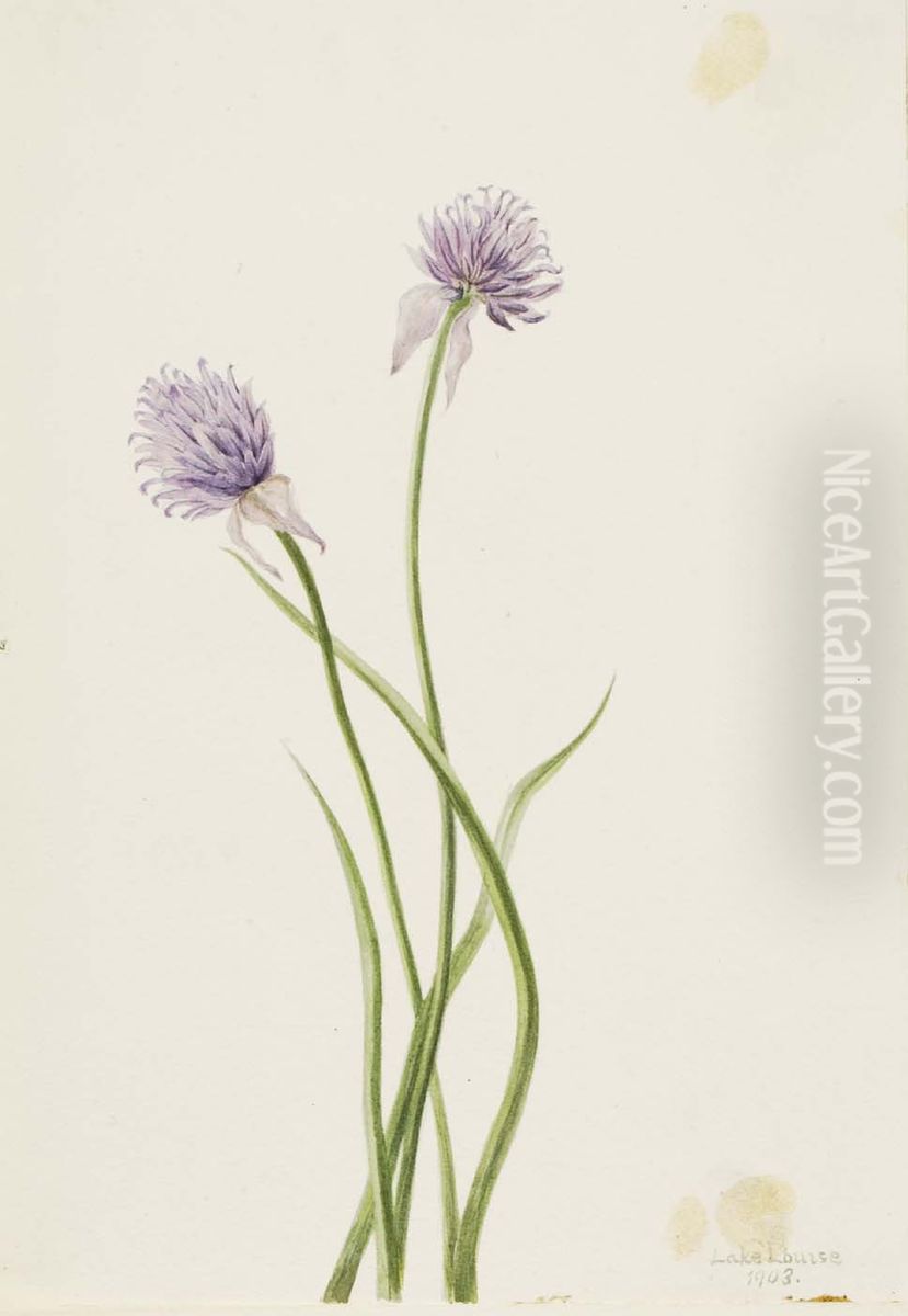 Siberian Onion (Allium sibericum) Oil Painting by Mary Vaux Walcott
