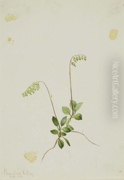 Sidebells Pyrola (Pyrola secunda) Oil Painting by Mary Vaux Walcott