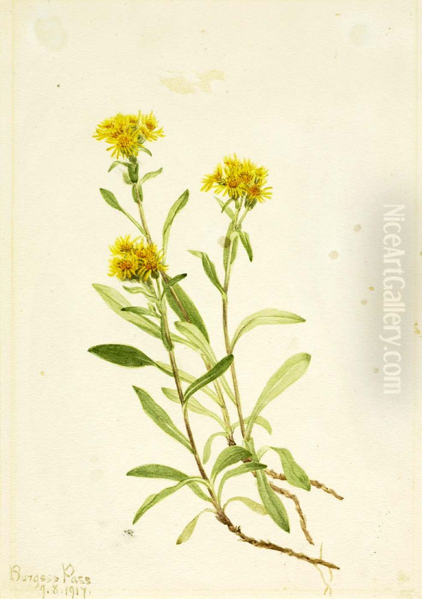 Sidesaddle Goldenrod Oil Painting by Mary Vaux Walcott