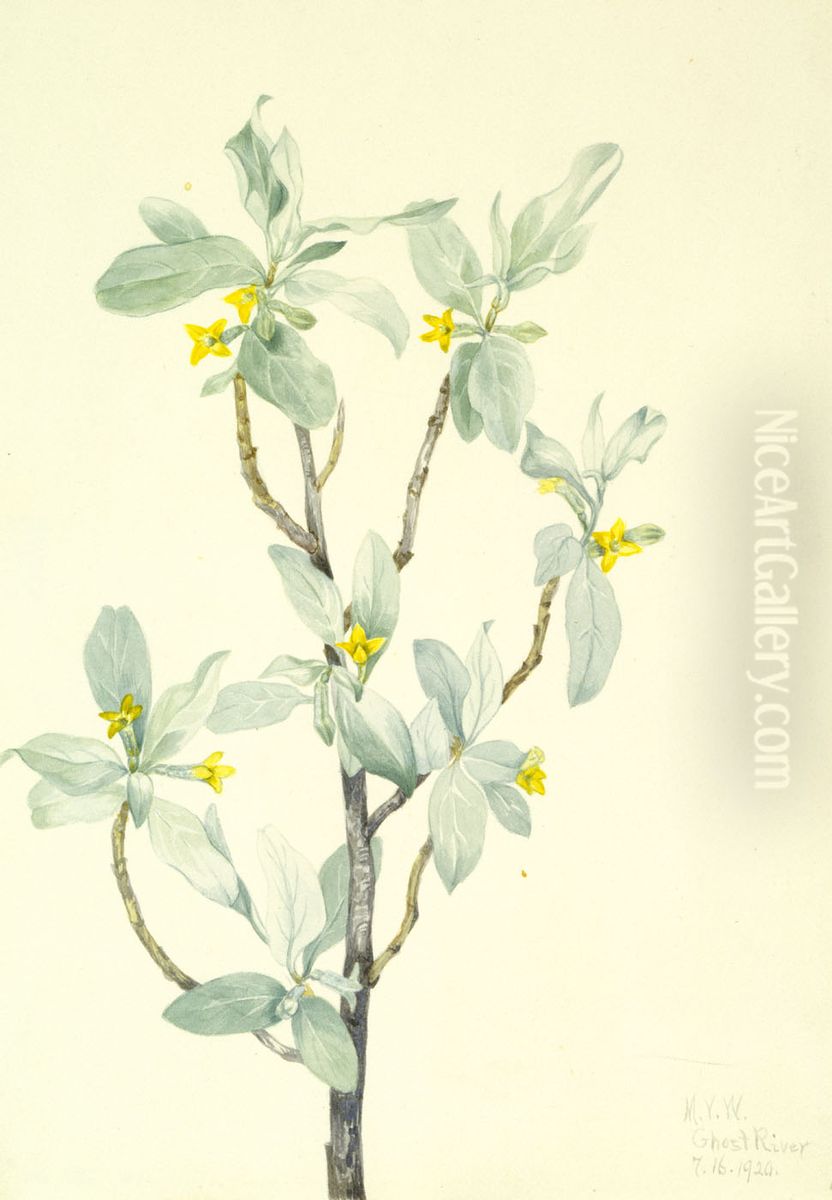 Silverberry (Elaeagnus commutata) Oil Painting by Mary Vaux Walcott